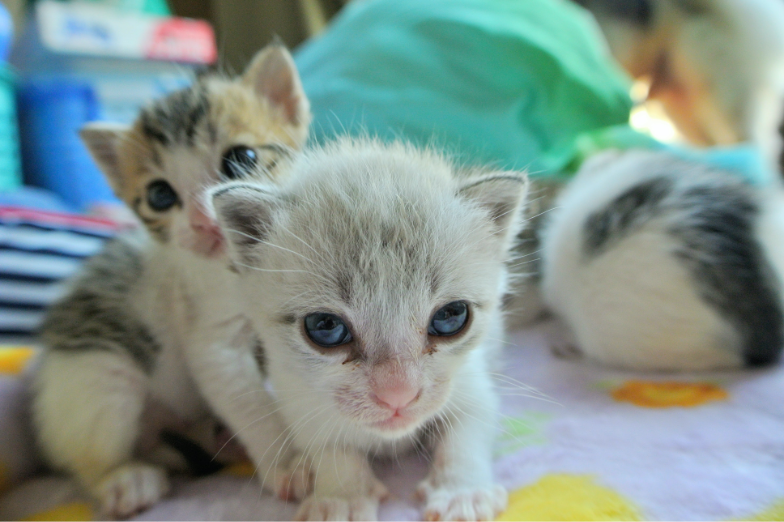 子猫を新しくお迎えされた方へ 診療のご案内 ウィズ動物病院