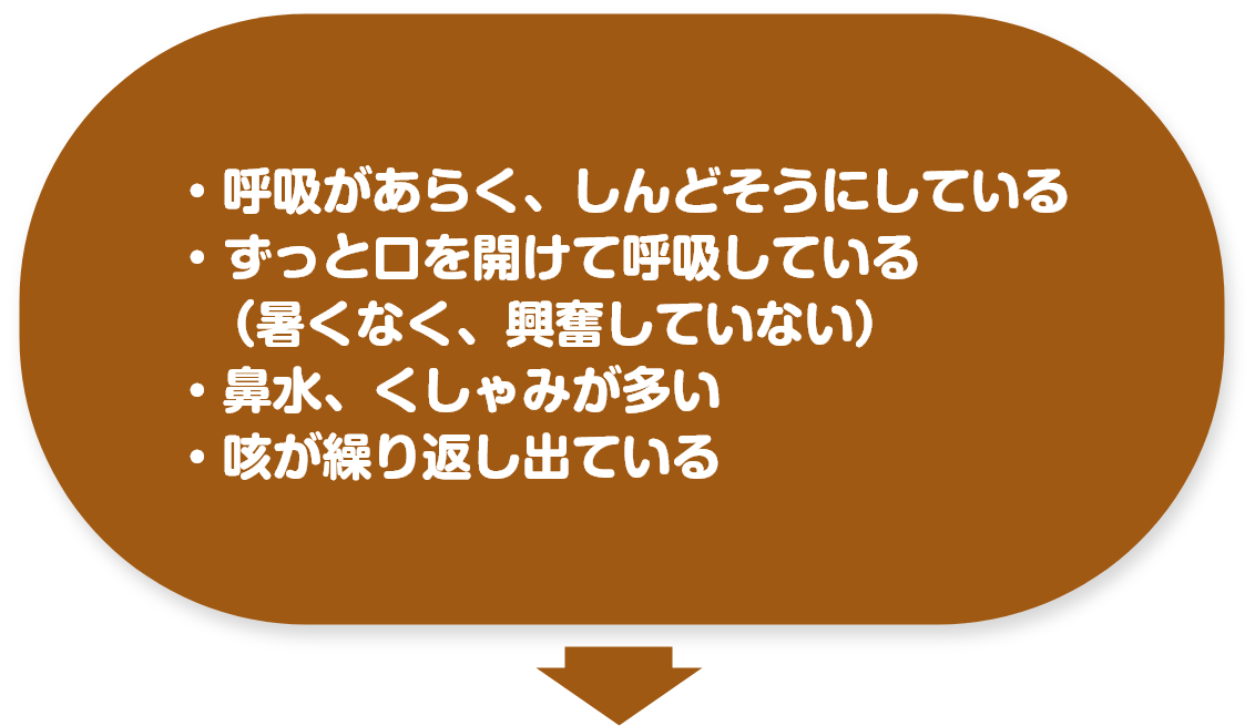 ・呼吸があらく、しんどそうにしている ・ずっと口を開けて呼吸している （暑くなく、興奮していない） ・鼻水、くしゃみが多い ・咳が繰り返し出ている