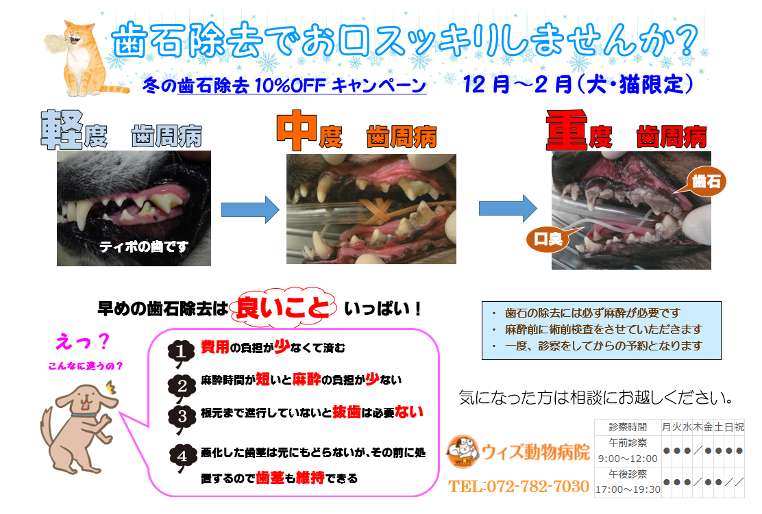 冬の歯石除去キャンペーン 犬 猫 その他のお知らせ ウィズ動物病院